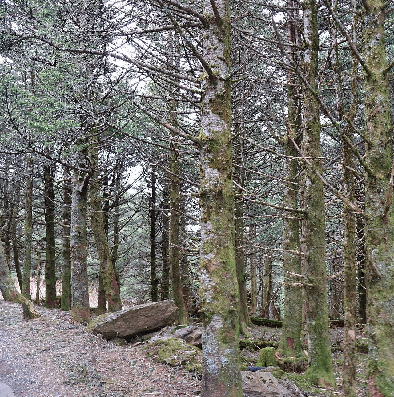 Mount Mitchell